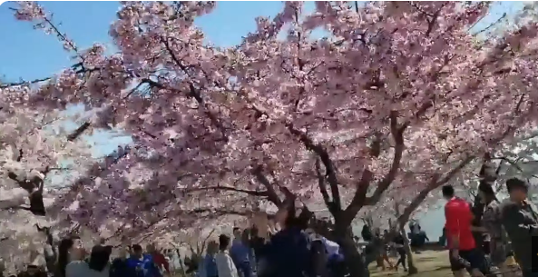 Cherry Blossoms Bloom in Washington, D.C.: A Stunning Spring Spectacle 1 Cherry 2 Dashing News
