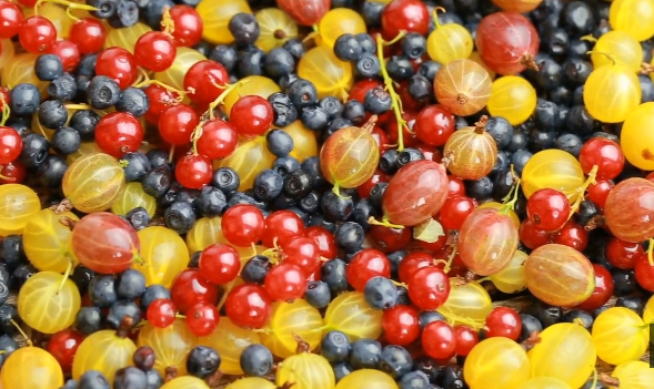 Fruits 1 Dashing News