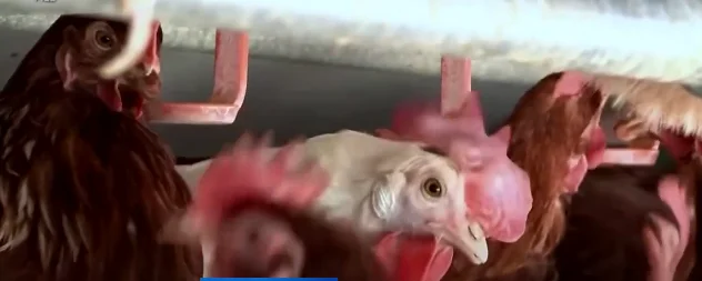 Bird Flu Dashing News