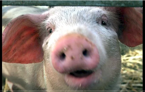 Pig 1 Dashing News