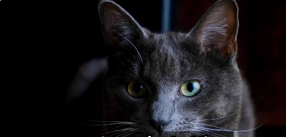 Cat 2 Dashing News